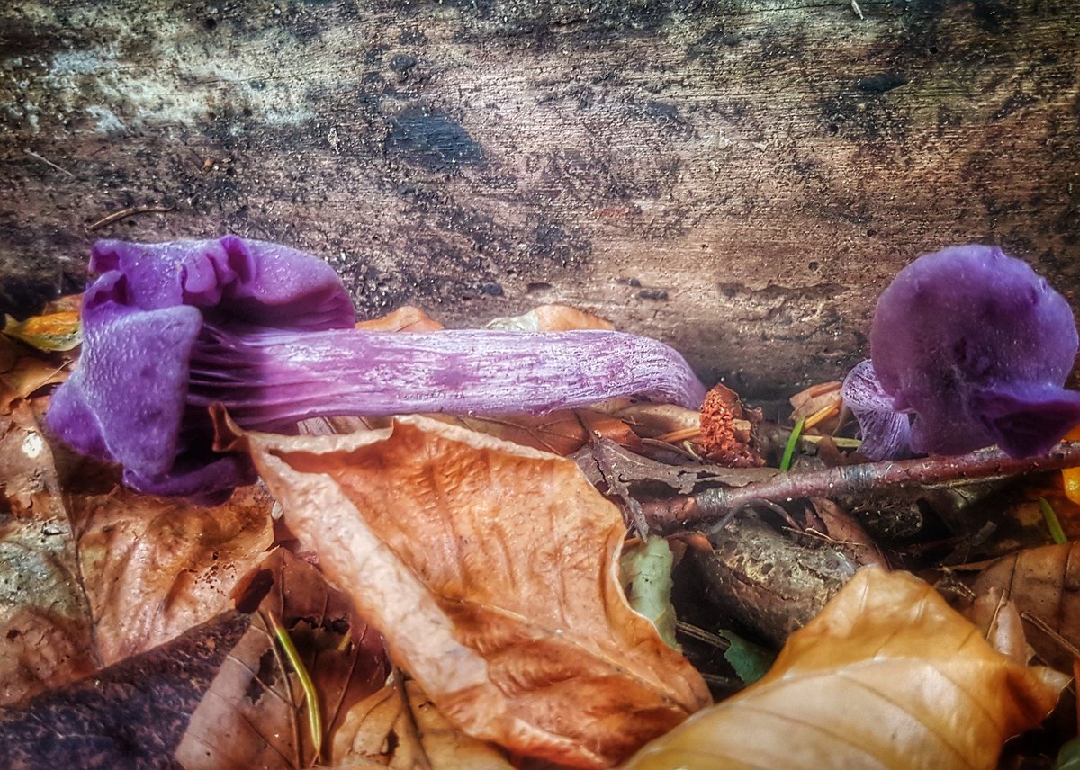 terragait's tweet photo. Woodland therapy, amongst other finds, Amethyst Deceiver or am i deceived, #mushrooms #walklocal https://t.co/UqmBleWlBJ