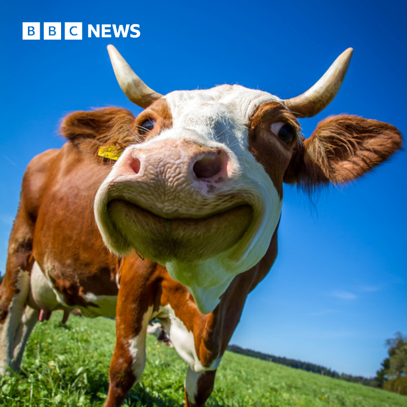 BBCWorld's tweet photo. New Zealand’s government is proposing taxing greenhouse gasses produced by farm animals in a bid to tackle climate change