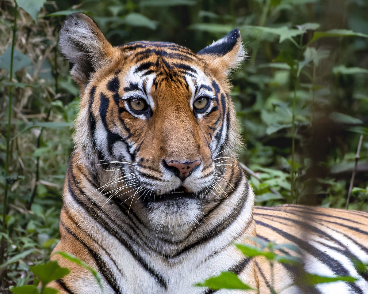 iamgraphik's tweet photo. And so this happened last weekend. My first ever dream sighting of a big cat in wild 🐯 A day to remember 🙂 #tiger #tigress #kabini #karnatakatourism #wildlife #wildlifephotographyp l #BBCWildlifePOTD #PhotoOfTheDay #natgeoindia https://t.co/VEqsJzDdIi