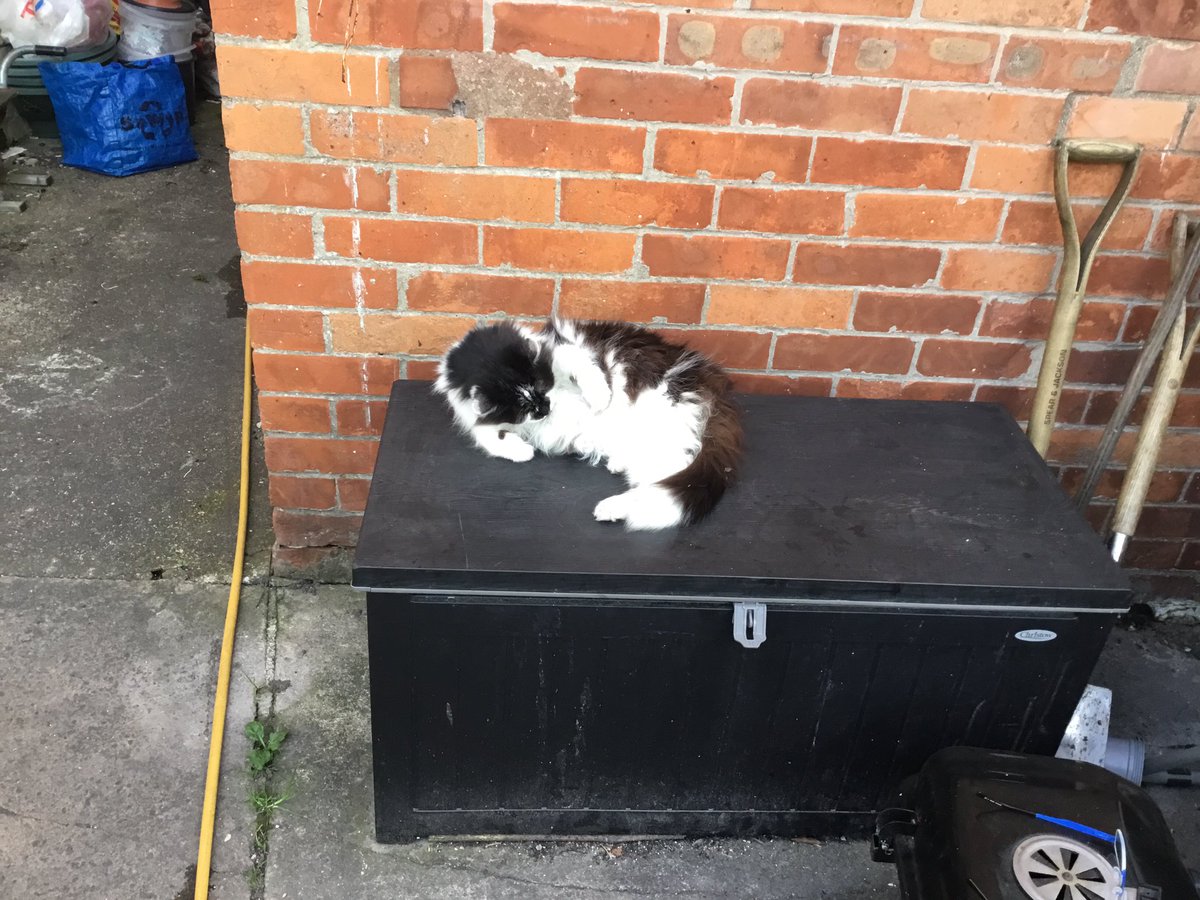 plant001's tweet photo. It’s a tough life. #twittercats #CatsOfTwitter #lazycat https://t.co/miGk1Wl36S