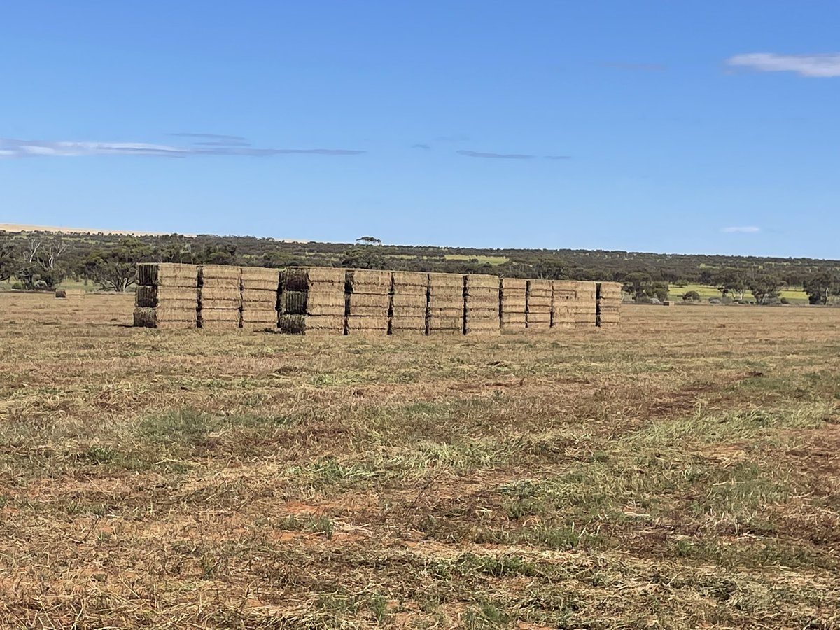 These little fellas hit the ground 24 hours ago, and in what is hopefully a sign of what’s to come, it yielded above expectation, so we have about 400 HD squares surplus to requirements. DM if interested; always cheaper straight out of the paddock <a href="/epag100/">EP Agriculture</a> <a href="/BFIGSA/">BFIG</a>