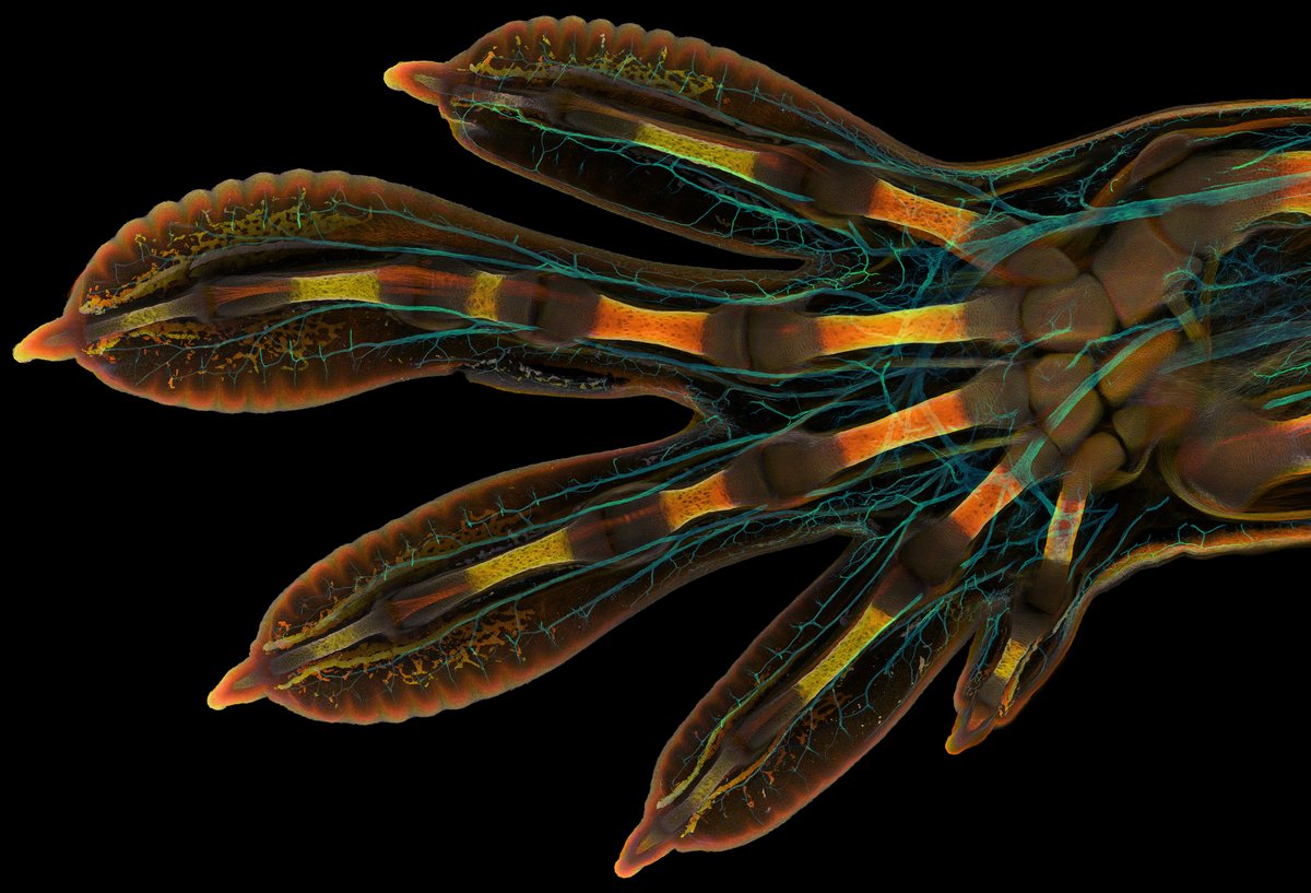 The Milinkovitch-Tzika lab (@lanevol) on Twitter photo The 2022 annual <a href="/NikonSmallWorld/">Nikon Small World</a> Photomicrography Competition’s 1st place prize was awarded to Grigorii Timin, a PhD student in our lab, for his remarkable image of an embryonic hand of a Madagascar giant day gecko, using high-resolution microscopy and image-stitching <a href="/UNIGEnews/">Université de Genève</a> The 2022 annual <a href="/NikonSmallWorld/">Nikon Small World</a> Photomicrography Competition’s 1st place prize was awarded to Grigorii Timin, a PhD student in our lab, for his remarkable image of an embryonic hand of a Madagascar giant day gecko, using high-resolution microscopy and image-stitching <a href="/UNIGEnews/">Université de Genève</a>