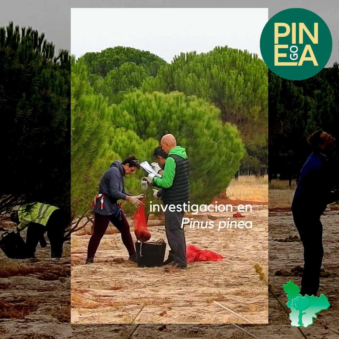 asfova's tweet photo. En el marco del proyecto #gopinea hemos analizado como han pasado este verano tan hot las piñas de #pinuspinea de este banco clonal. Contar, pesar, analizar, ... https://t.co/5VlEiD7wR9 https://t.co/l4CXQnOip8