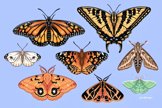 Hellooo #PortfolioDay!  I love natural history &amp; drawing insects esp! 