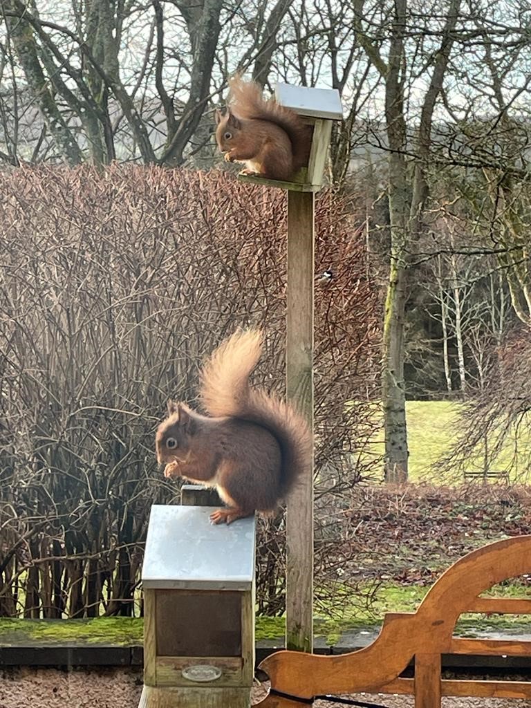 AJABurnett's tweet photo. As @ScotLINK species champion for red squirrels I urge you to take part in the Great Scottish Squirrel Survey this #RedSquirrelWeek by reporting sightings of red & grey squirrels.
I spotted these 2 earlier this year! ๐ฟ
https://t.co/NpV5En6BjF
@ScotSquirrels https://t.co/YIbDEWISrT