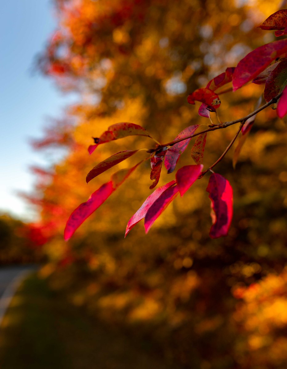 forecaster25's tweet photo. Vibrant autumn colors along Skyline Drive last evening. The reds are especially beautiful this year! 🍁 https://t.co/nhiBGlwY0o