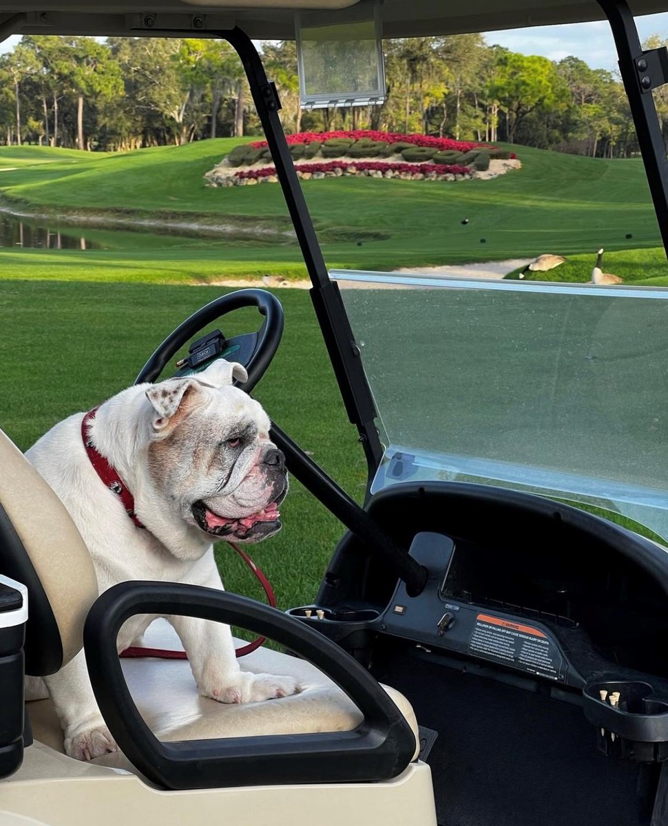 Hop in, we're headed to the snakepit 🐍 🏌️ 
.
#golf #bysalamander #copperhead #snakepit #innisbrookresort #valsparchampionship #pgatour #teeofftuesday