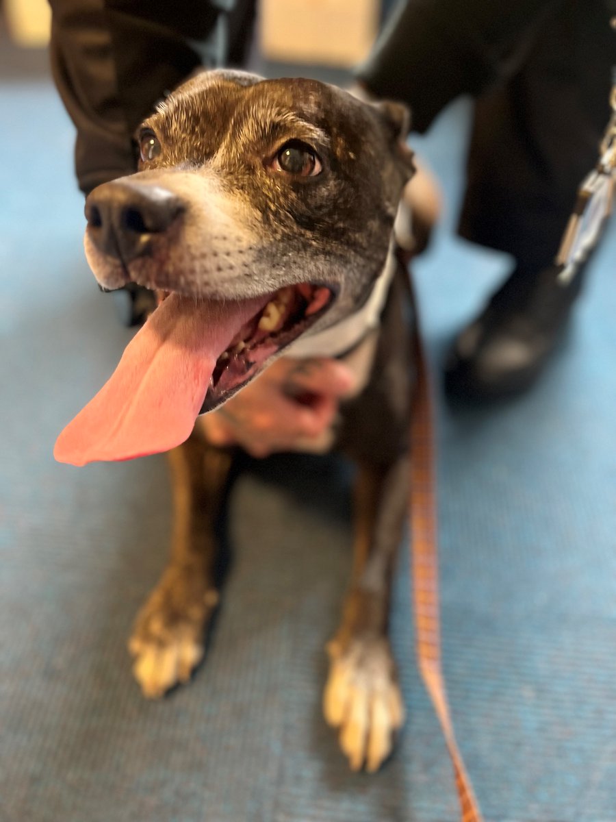 This little lady was a little lost on her walk this morning but has made plenty of friends at Wester Hailes Police Station. 

Can you help us reunite her with her owner and get her home for dinner? 

She's been taken to <a href="/EdinDogCatHome/">Edinburgh Dog and Cat Home</a> where she will be well looked after. 🐶