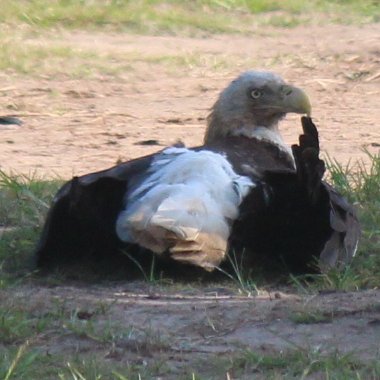 sputterfuss6's tweet photo. #bird #birdtwitter #photography #flight #eagle #atrest https://t.co/eMKlSwhci9