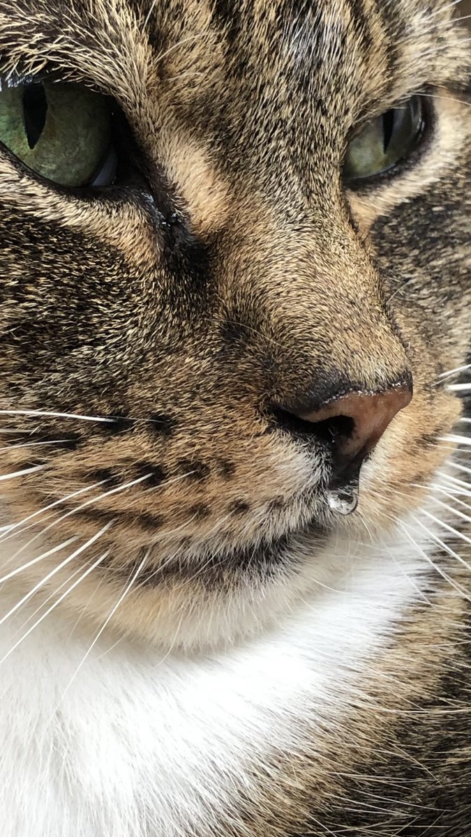 The nose drop of love 🤣💕💕