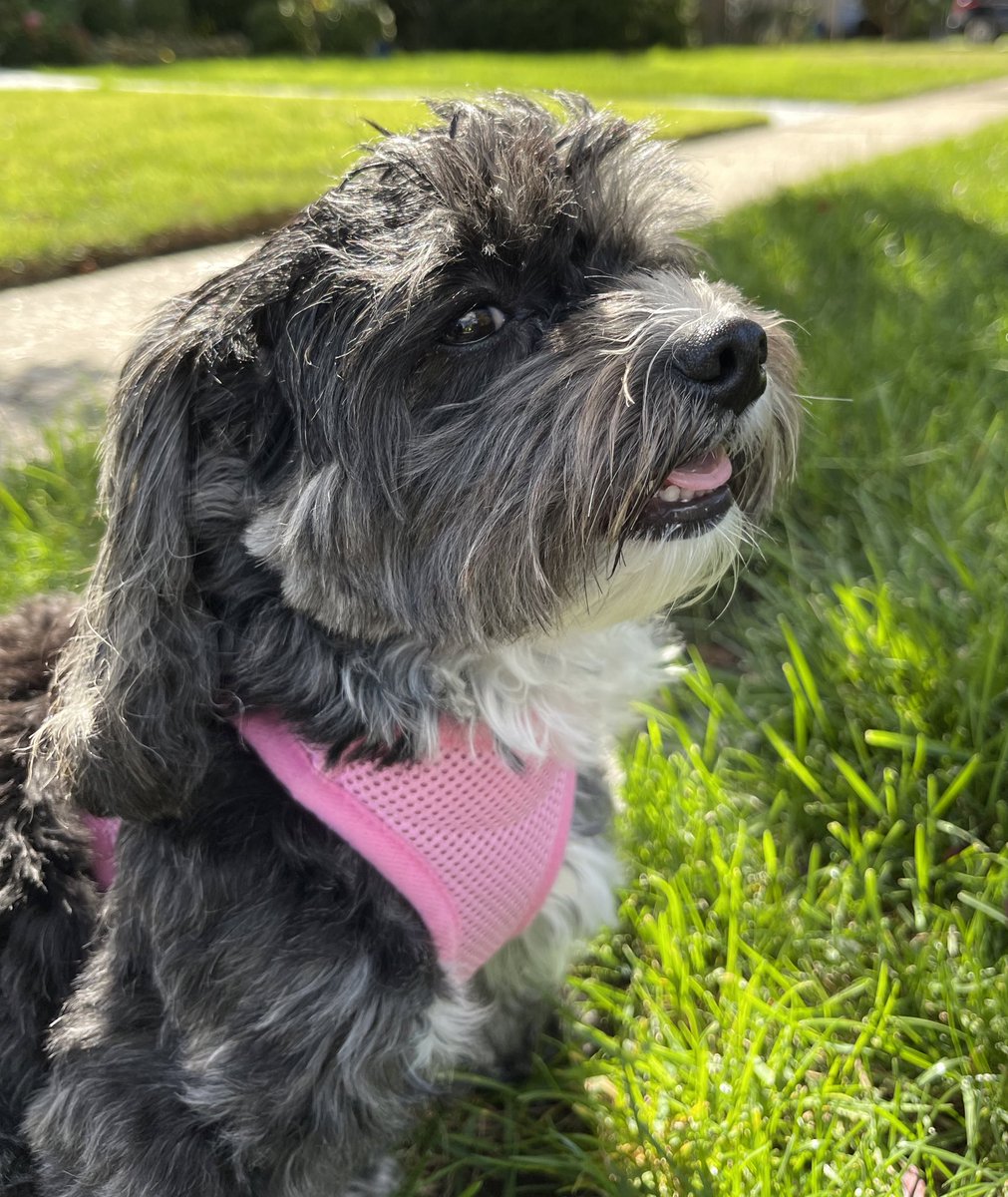 Another teeny-weeny tongue for #TongueOutTuesday #tot #dogsoftwitter #DogsonTwitter #dogs #tuesdayvibe 👅