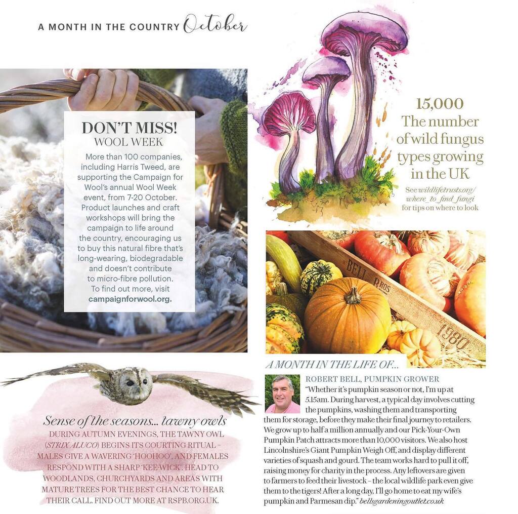 It’s that time of year! #amethystdeceiver illustration for <a href="/countrylivinguk/">Country Living UK</a> 

#fungi #autumn #foraging #mushrooms #autumnwalks #editorialillustration #throwback #countryliving #countrylife #freelanceillustrator instagr.am/p/CjkbvcOshKf/