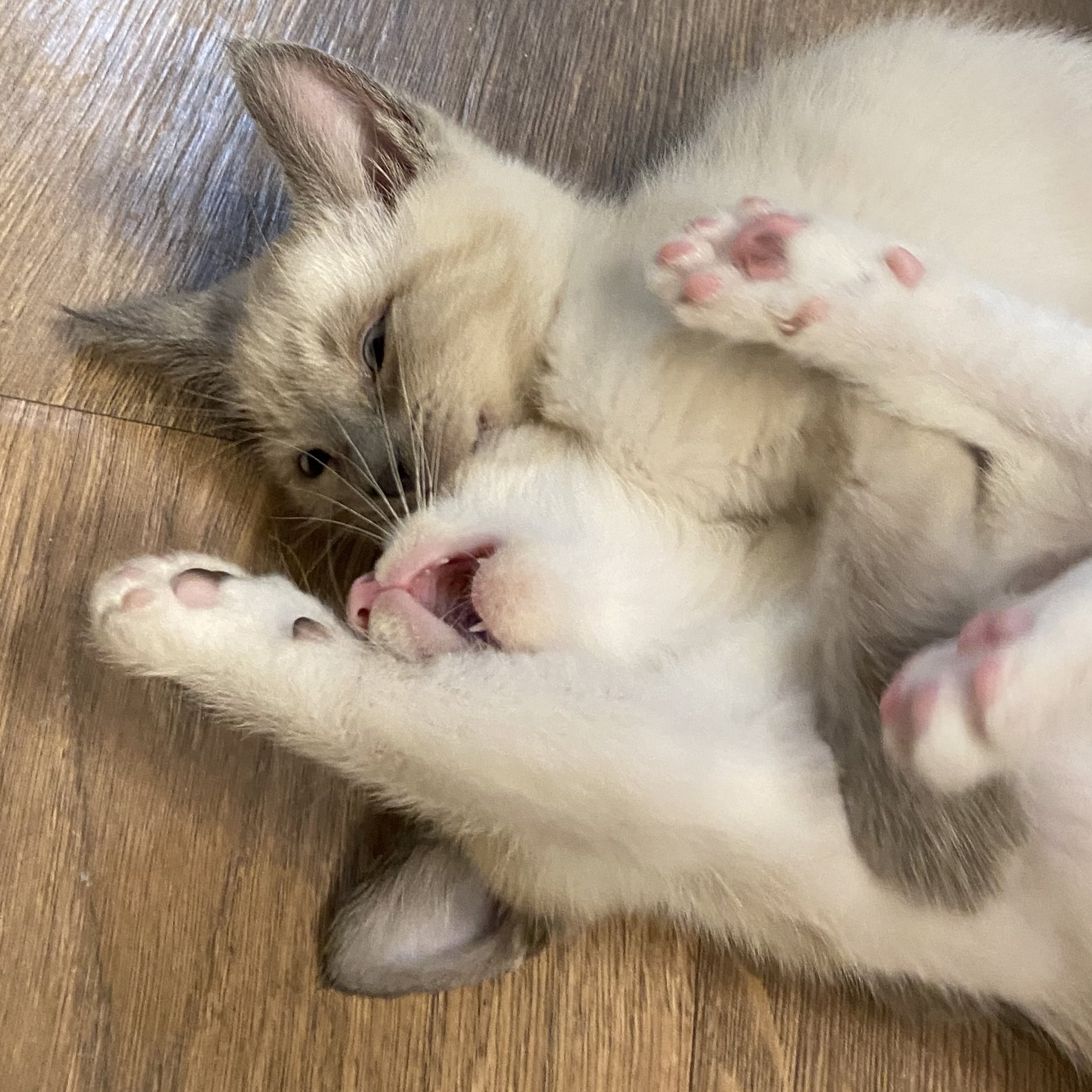 brenda-on-twitter-rt-foster-fluff-maaaaaaahhhm-she-s-got-my-ear
