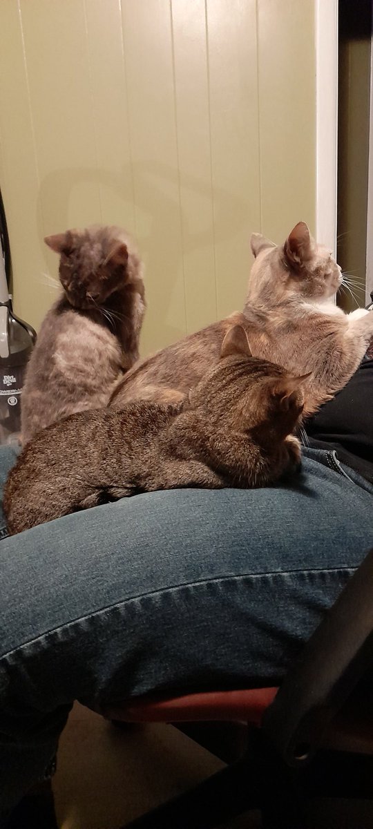 joeciopath's tweet photo. They act like there is nowhere else to sit lol #cats https://t.co/wUAcol14Gy
