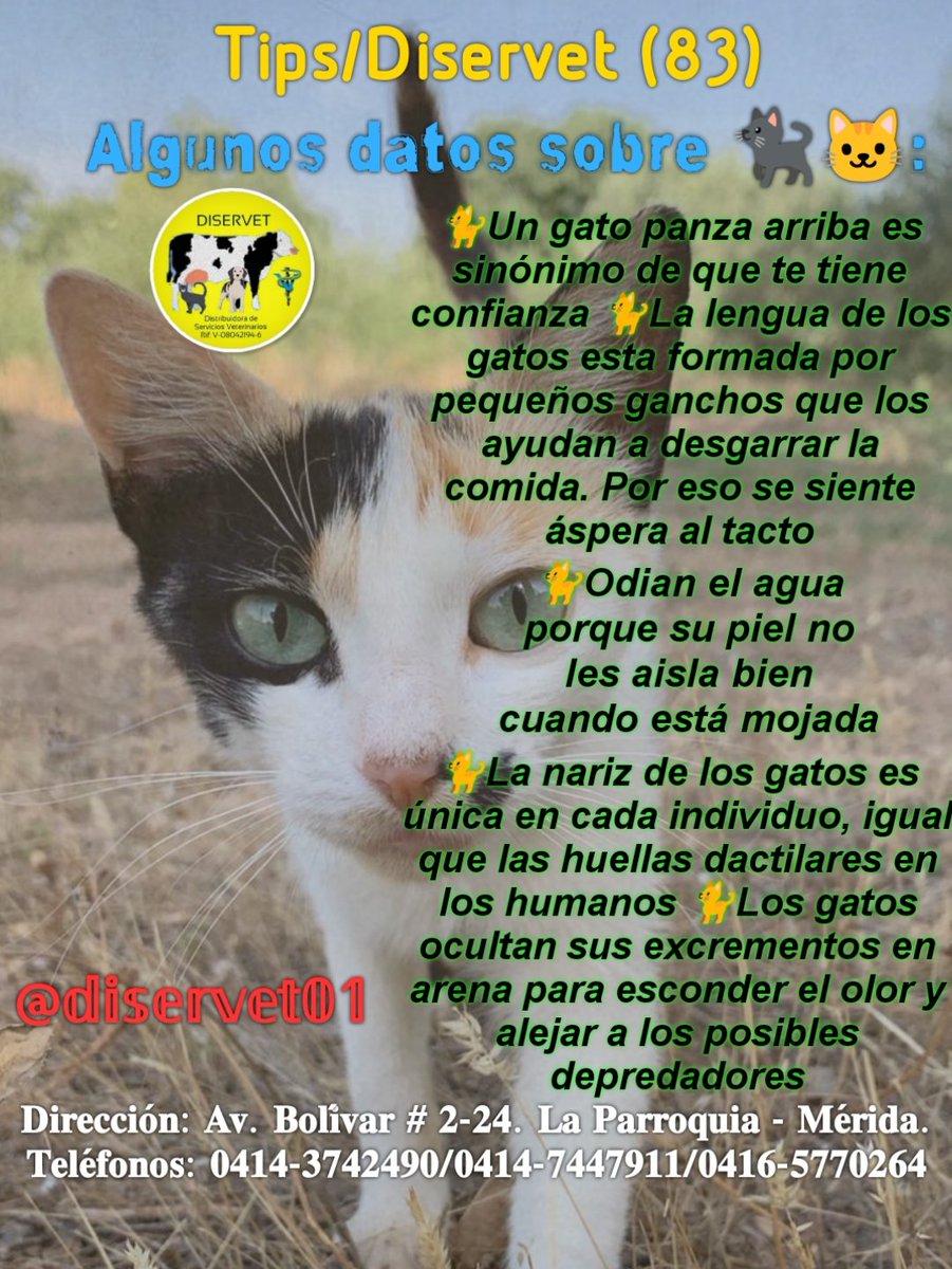 diservet01's tweet photo. 3️⃣Tantos puntos característicos definitivamente los convierten en seres únicos y tan especiales que después que los conoces, es imposible dejarlos....
@diservet #TipsDiservet #datossobregatos #catlovers
#consultaveterinaria @mvreinaldorivas https://t.co/Qi4GiwqT44