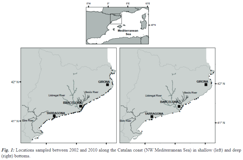 MeditMarSci's tweet photo. Species characterization of soft bottom habitats by depth and sediment particle size on the Catalan coast (NW Mediterranean): unexpected species composition of the assemblages
S. PINEDO, E. JORDANA, E. BALLESTEROS
DOI: https://t.co/RtxcZxVOpH
#softbottom #macroinvertebrates https://t.co/u48Tcx3huA