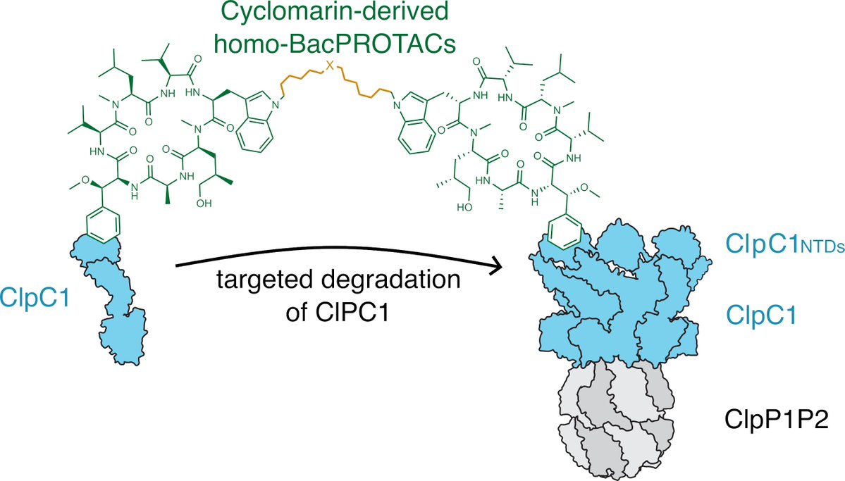 Lukas Junk tweet media