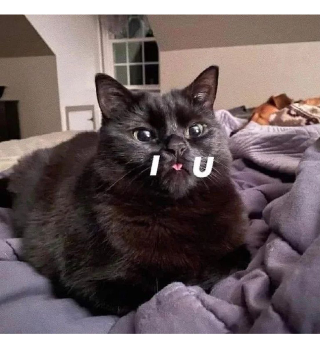 kapebeansies's tweet image. 