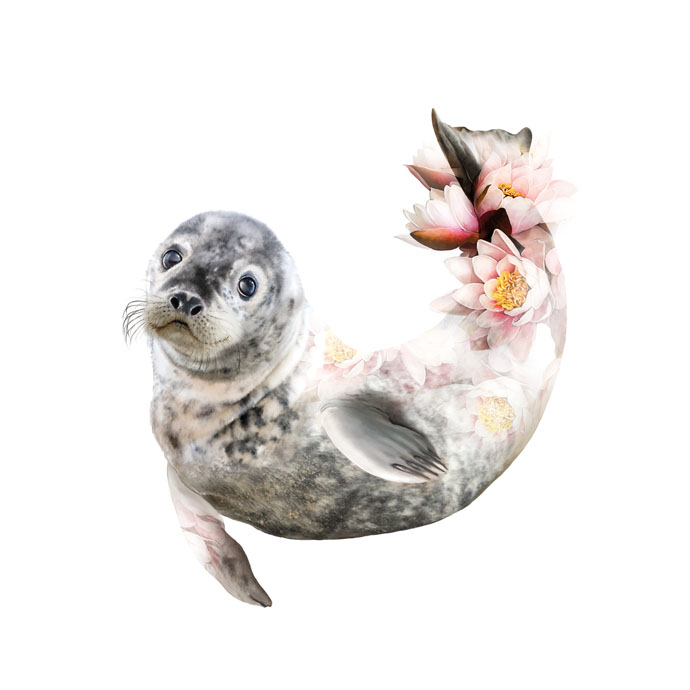 Didi you know that Seal will dive up to 900m in search for food. Some seals can hold their breath underwater for up to 2 hours! 
Thats bonkers i can only hold my breath for seconds. Animals are so amazing !