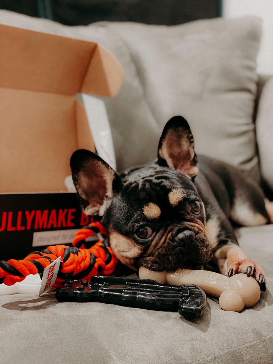 bullymake's tweet photo. Here are some of our fav spooky babes from our October 2021 Bullymake Box 🖤 
Want to be featured too? Be sure to tag us in your posts! 
You can also catch our attention with #bullymake 😉
#halloween #SpookySZN https://t.co/aAFhpid02g