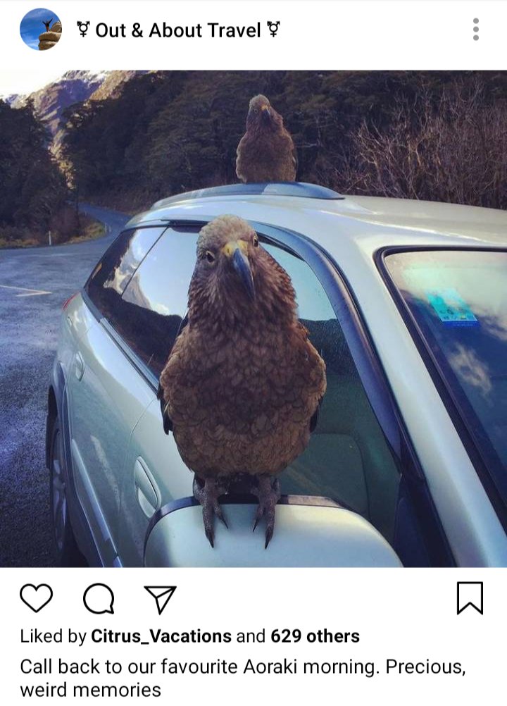 Olu and Jim's IG. Picture of keas on a car. Caption reads "call back to our favourite Aoraki morning. Precious, weird memories." 