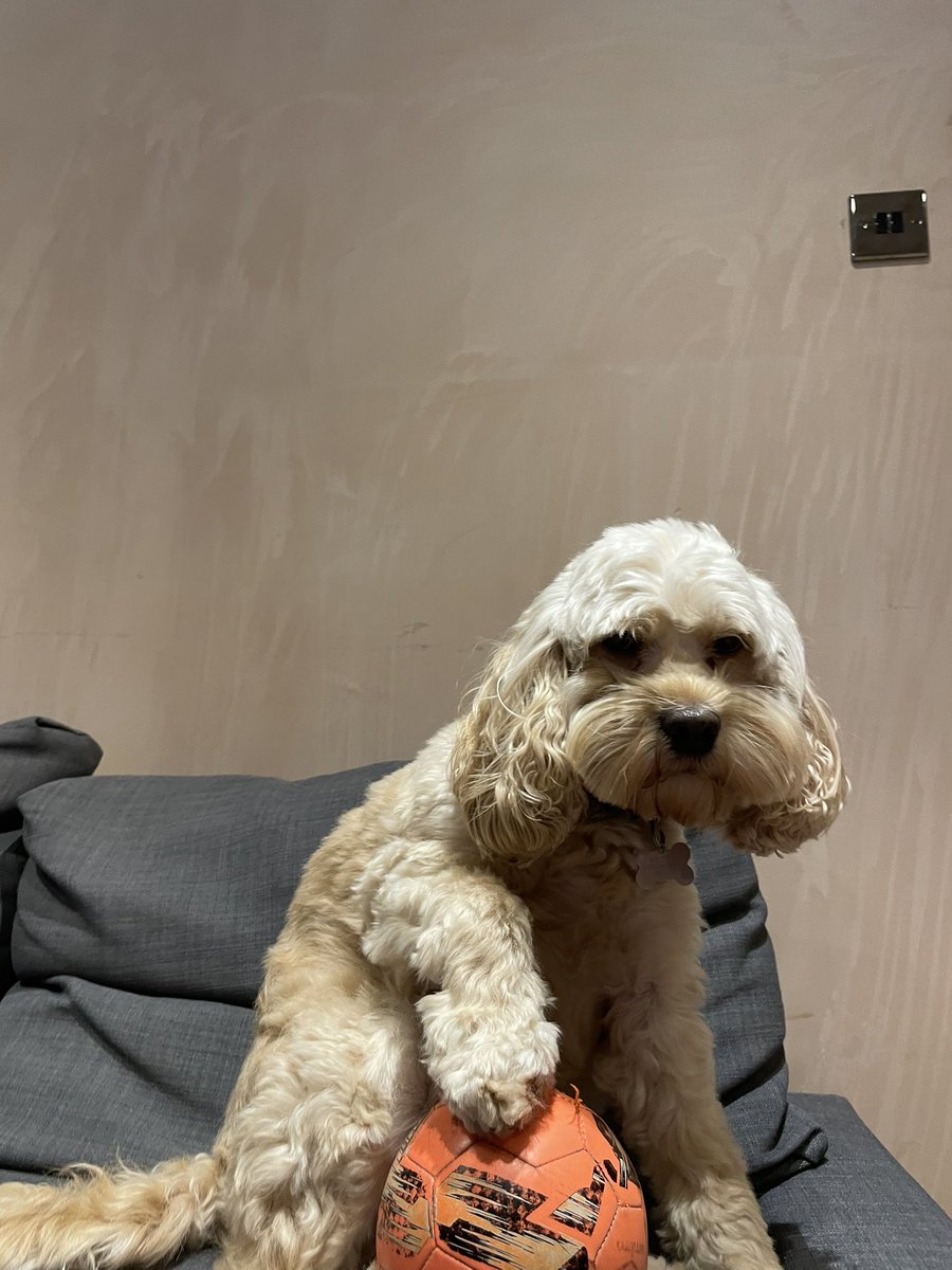 Wormdogg's tweet photo. @htafc @WebboxPetFood Here’s Cali… @WebboxPetFood @htafc #WebboxVIP https://t.co/Wlk5eDsLov