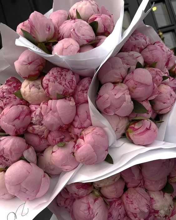 300moods's tweet photo. pink peonies https://t.co/fbYAPKubHg