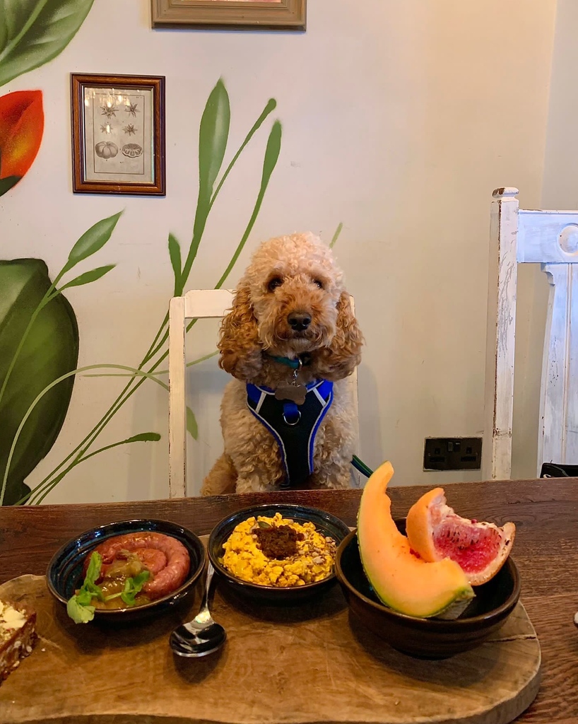 This good boy gave our Botanist brunch board items a 5🌟 review at the weekend! We’ll have you back anytime Tigger 🐶 #thebotanistuk