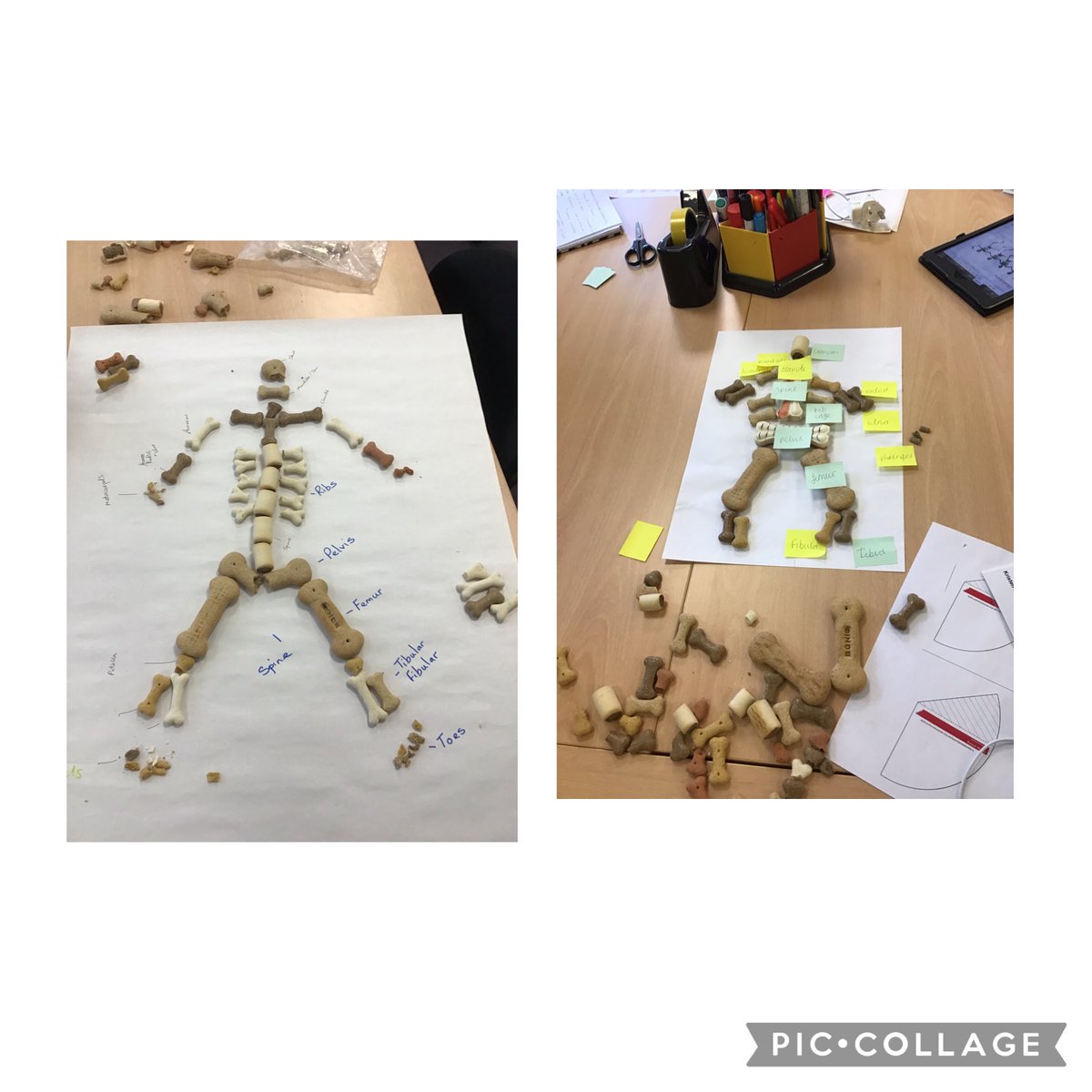 cloverscientist's tweet photo. @CloverfieldsSch Using dog biscuits to create the human skeleton…who’d have thought it? @STEMLearningUK Learning so much to take back into schools @EnquireTrust #ELTScience https://t.co/uExAbfYs8e