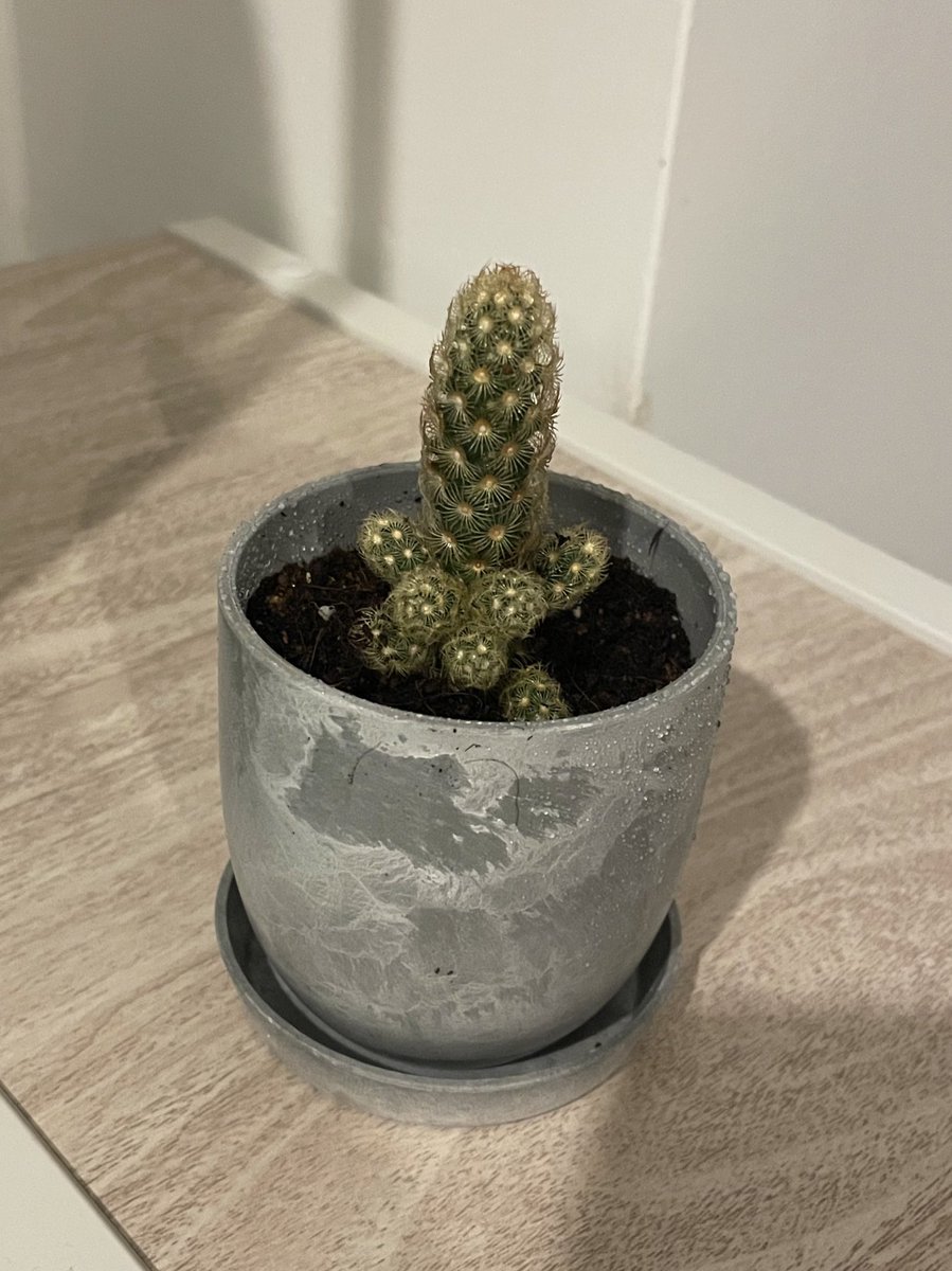 aoi804's tweet photo. 何度も枯らしていますが、またサボテンを飼い始めました笑

1号君🌵←名前 https://t.co/odgjpF60cL