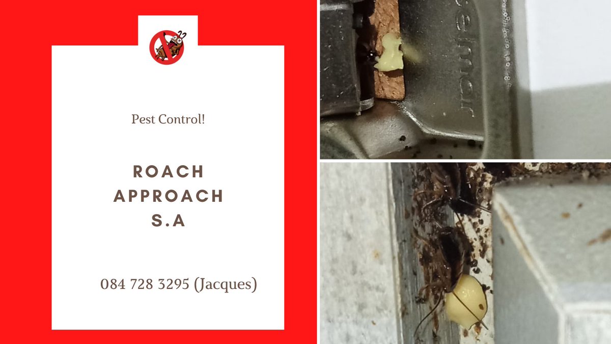 Roach Approach (@roachapproachsa) / Posts / X