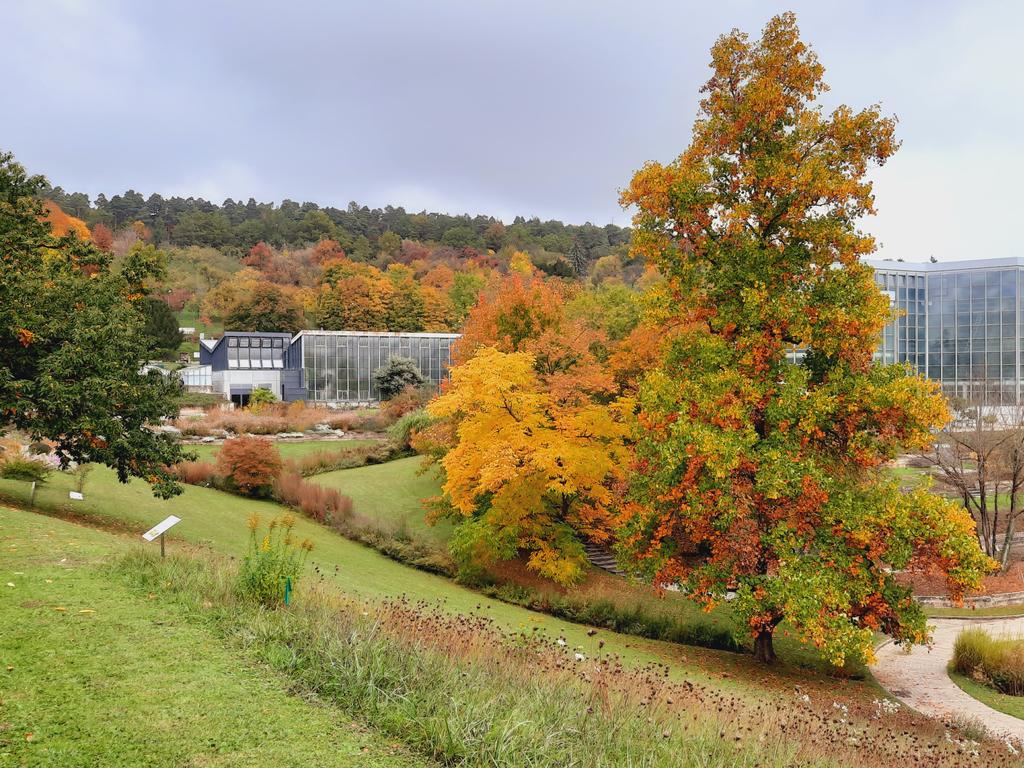 #Herbst #bunt Gehölzvielfalt im Botanischen Garten, selten so spektakulär wie im Herbst
#BotanischerGarten #Tübingen