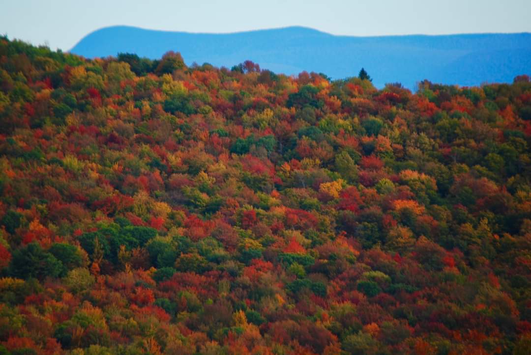 oneillwilliams's tweet photo. Here's a fabulous Fall photo from our great friend, John Lehmann, who sends most of our wildlife photos we post here. This is up where he lives in the Catskill Mountains of New York. https://t.co/8je86TiIWF