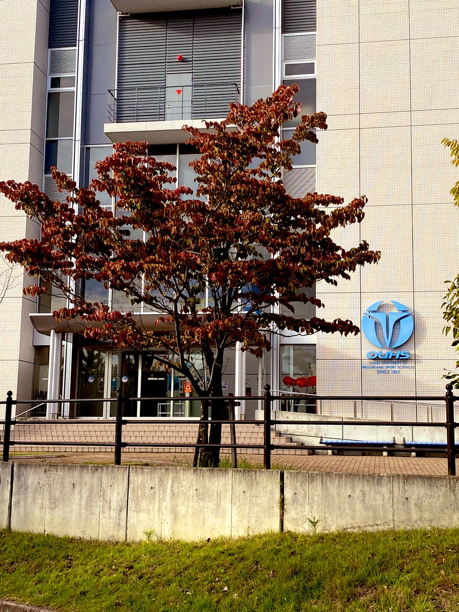 ouhs_sst's tweet photo. 後期の時間割にも慣れ始めた10月の中旬、秋の訪れを感じるようになってきました🍁🍂

 #大体大  #大阪体育大学  
 #秋  #紅葉  #��ぼっくり https://t.co/tPmBcgSwBI