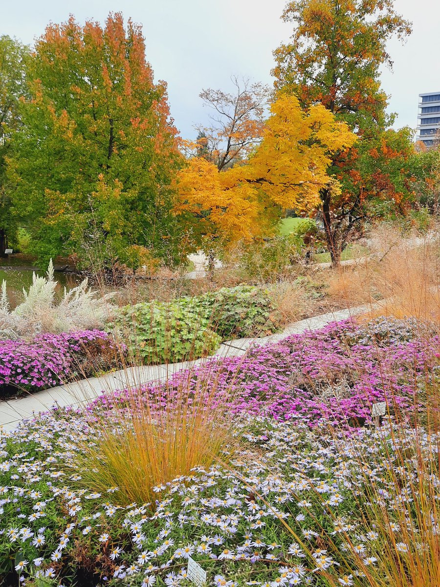 tueboga's tweet photo. Noch schicker allerdings mit Blütenteppich im Vordergrund #Astern #Symphyotrichum #Herbst https://t.co/iUawwvXiDf