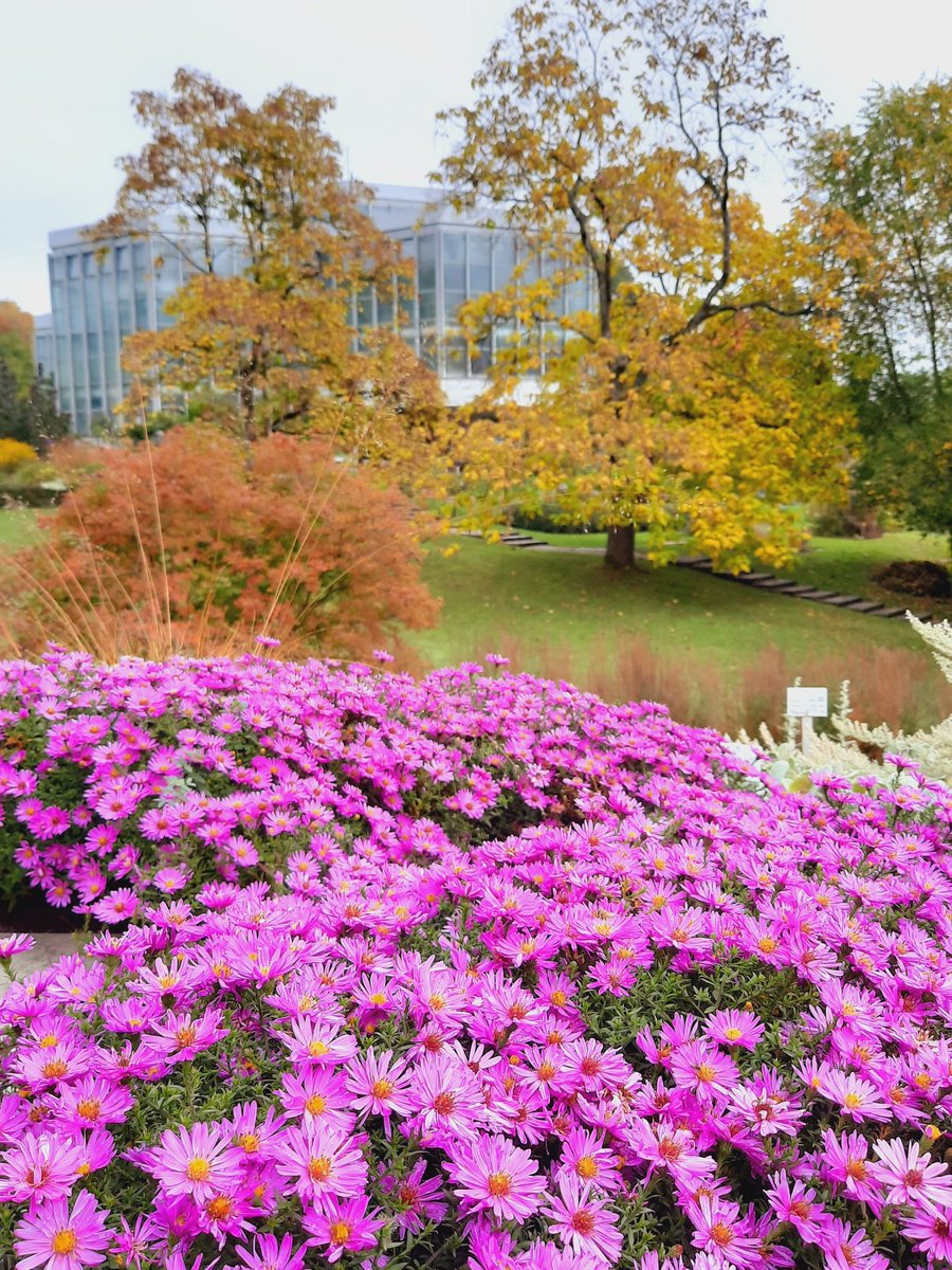 Noch schicker allerdings mit Blütenteppich im Vordergrund #Astern #Symphyotrichum #Herbst