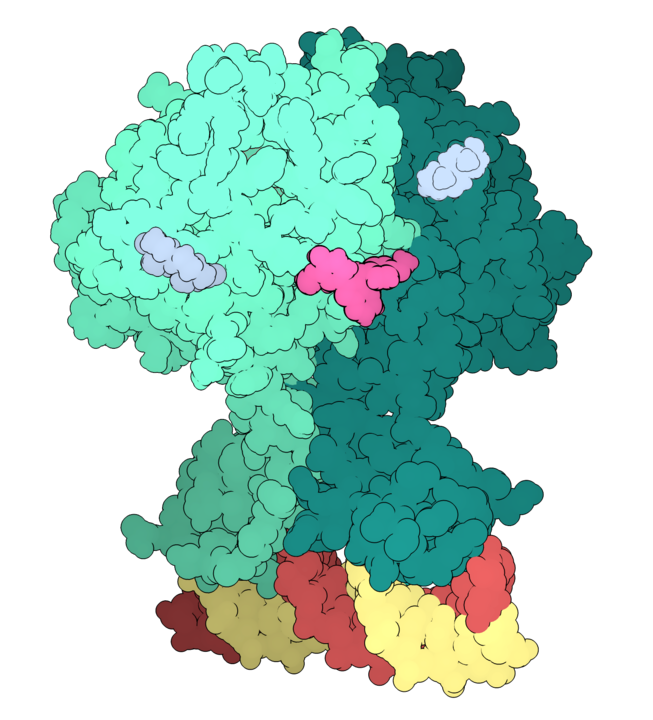 Our latest research is out now: a new strategy for the treatment of resistant prostate cancer by inhibiting the dimerization of the androgen receptor. congrats to all collaborators <a href="/MolendoKUL/">Molendo</a> <a href="/KULeuvenChemie/">KULeuvenChemie</a> 
aacrjournals.org/mct/article-ab…