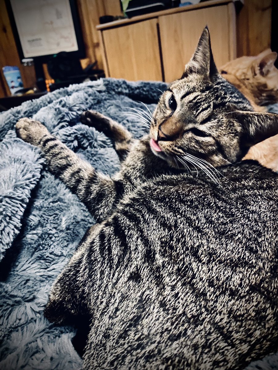 JayLeaWrites's tweet photo. More kits in the wild. #SHIPCat #CaptainKlaus #AdventuresOfTheWee #TravelKits #EverydayIsCaturday https://t.co/3265RjJFTO