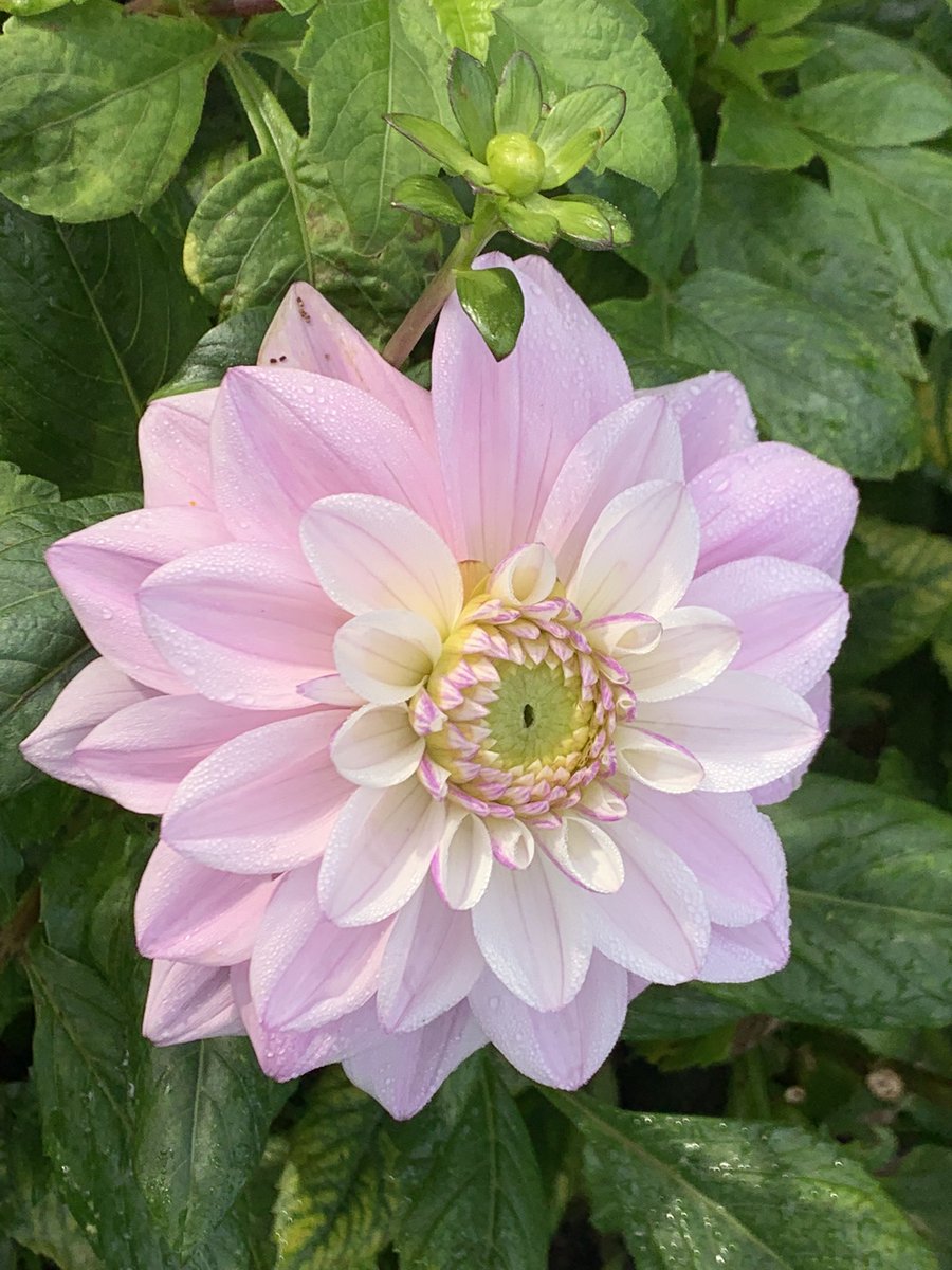 DelepChimney's tweet photo. Pink #garden #flowers (Part Two) #iPhone #Photography #Dhalias https://t.co/DWRwFl8kce