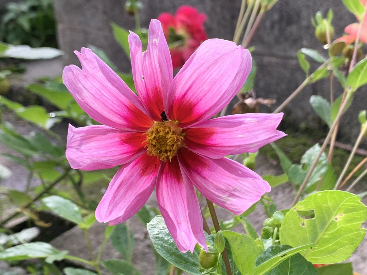 DelepChimney's tweet photo. Pink #garden #flowers (Part Two) #iPhone #Photography #Dhalias https://t.co/DWRwFl8kce