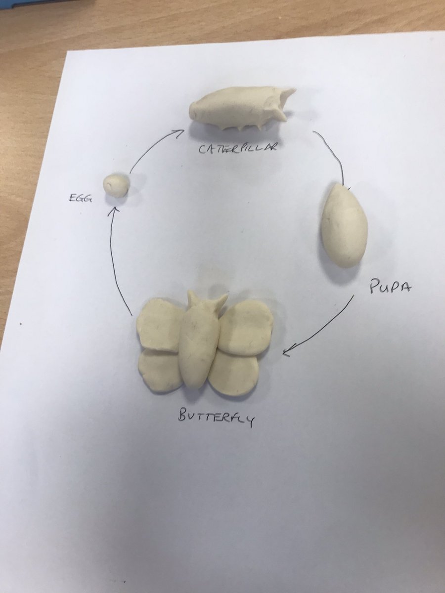 MRPA_Science's tweet photo. Teeth, life cycles, plants. How could you use play dough to show your learning? @STEMLearningUK #ELTScience https://t.co/yj6igwkHvO