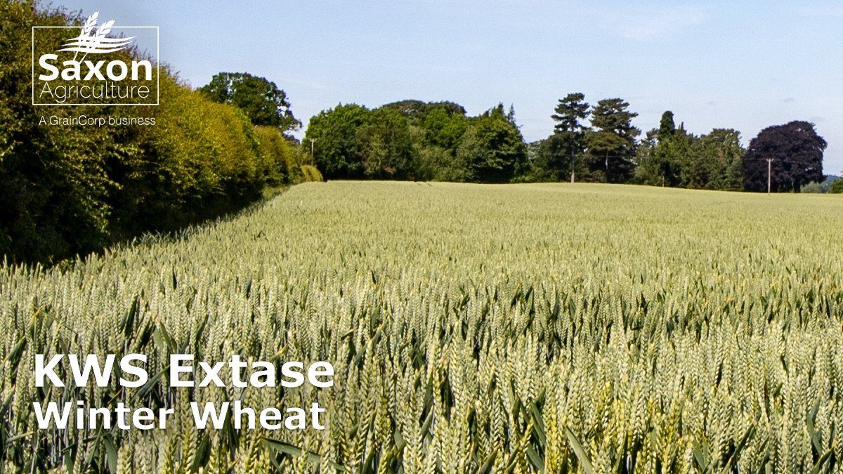 SaxonAg's tweet photo. KWS Extase is the highest-yielding milling wheat with the highest untreated yield (93%) of all wheats on the RL - scoring particularly high for Septoria tritici resistance. Milling characteristics are excellent. Contact your Saxon representative for details of buyback contracts. https://t.co/SdbMUbU9kI