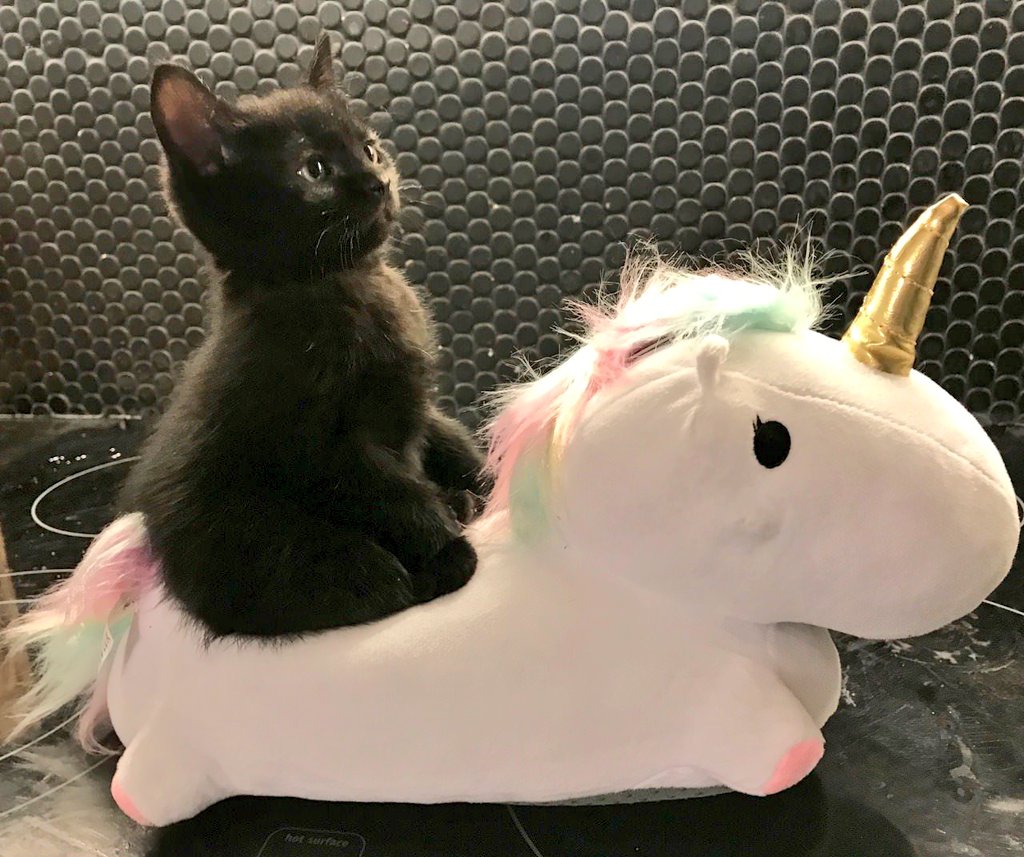 And I looked, and behold, a pale horse. And its rider's name was Death.

📸: <a href="/peripateticmeg/">✨meg frank (they/them) ✨</a>