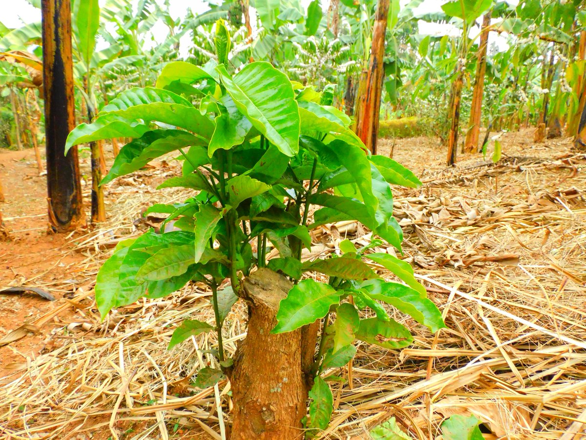 JKCC GENERAL SUPPLIES LTD tweet media