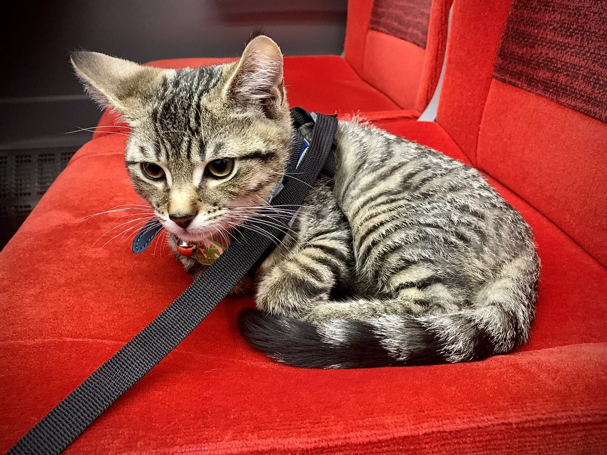 On my way to London by train. Sharing the seat with a 3 months old cat. Getting to the realisation that I’m not going to get any work done …