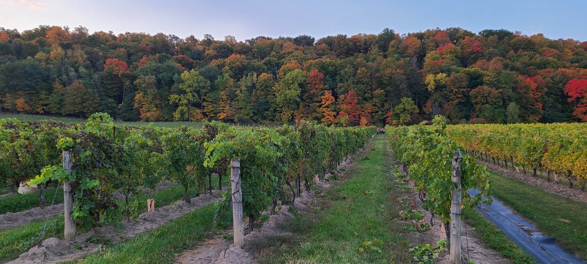 LeaningPostWine's tweet photo. Sunrise above the #escarpment ...
I love this time of year. Still warm (ish) and the leaves start changing...
Picking #Merlot at #HemerisVineyard 
.
.
#harvest2022 #leaves #colours #winemakerslife #changing #changingcolours https://t.co/zNRuaaeJdW