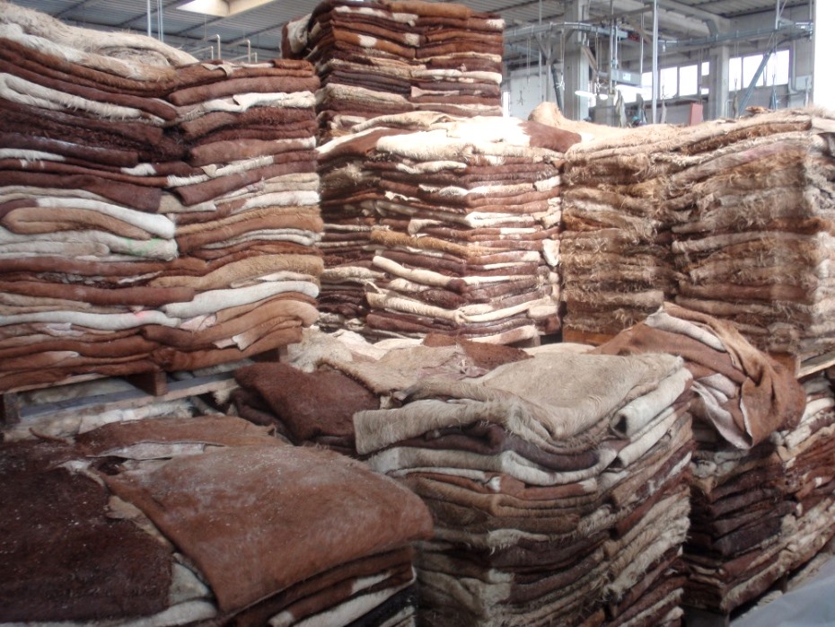 3/5 The market for hides just disappeared? 'We used to get $1.25/kg now we are getting Zero' As abattoirs call upon the government to develop policies that enable them to export hides so that they can improve their incomes. Currently hides are being destroyed. @AMAofficial_zim