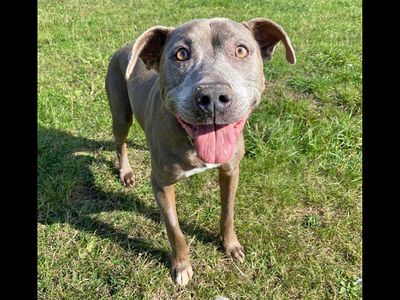 DogsTrust's tweet photo. Diesel is an eleven year old Staffordshire Bull Terrier who came to us through no fault of his own. He adores human company, snoozing and can live with pre- school aged children. Despite his age, Diesel is an active boy!💛
@DT_Essex📍 https://t.co/9oq8HKBXJn https://t.co/KL5u2g3Rkq