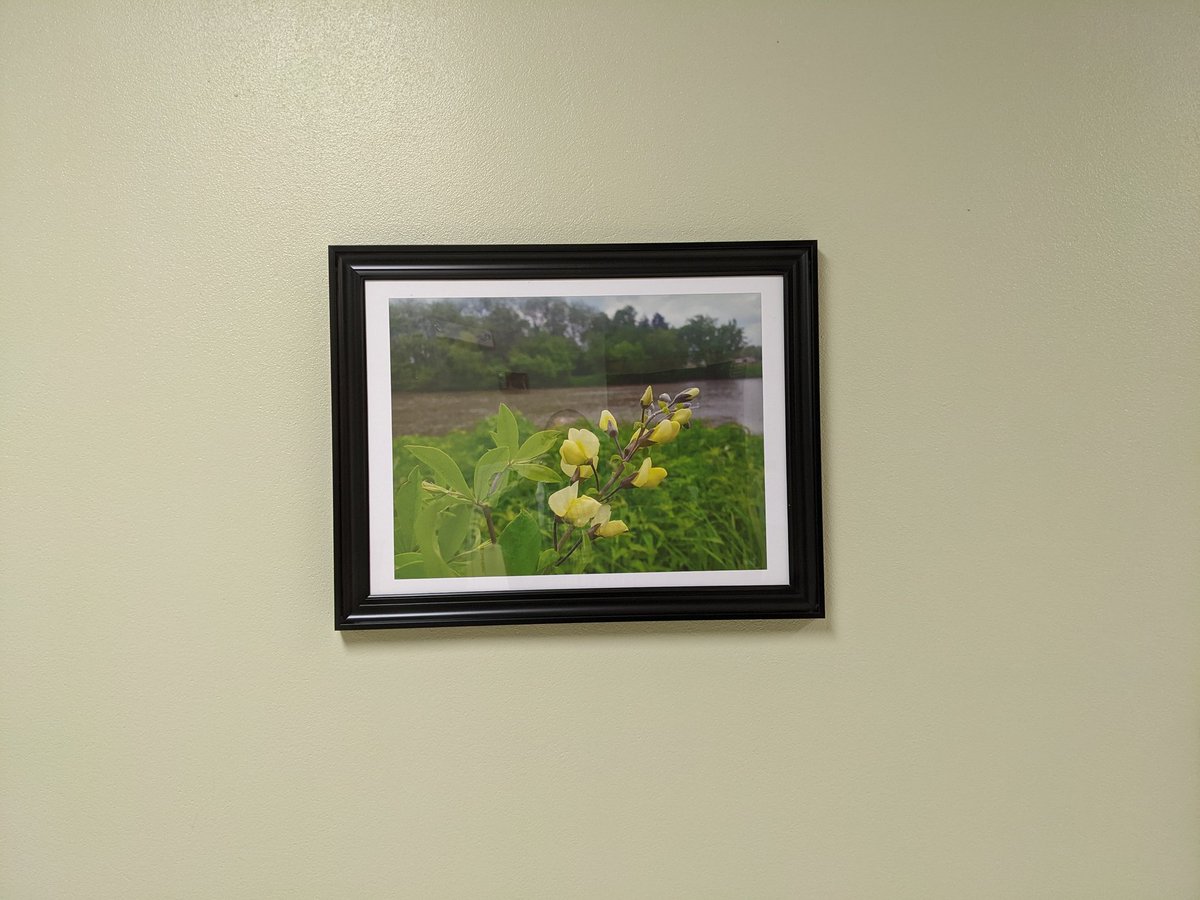 WaubonsieGreen's tweet photo. Updating our school hallway #art and recognizing more than twenty years of student #prairie #conservation and #restoration work. Looks great! @WVSCI @WVHSGEMS @ipsd204 #BeWV https://t.co/yzGGvx2xhw