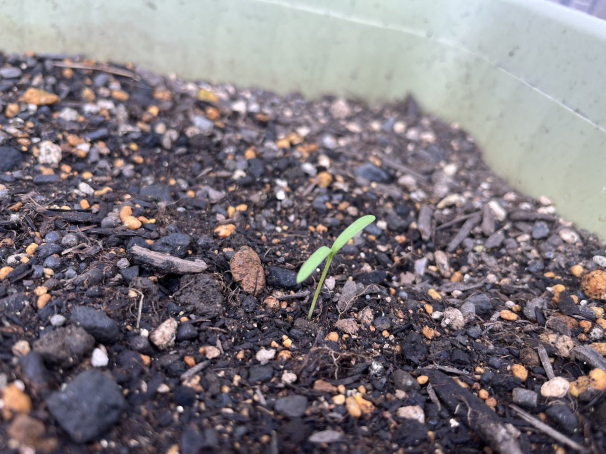 Hscappejqrc4dm Hscappejqrc4dm